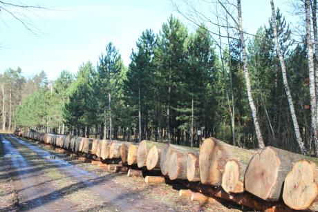 Submisja drewna cennego 2017