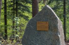 Las Pamięci Jana Pawła II na Przełęczy Małastowskiej