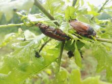 ZWALCZANIE IMAGINES CHRABĄSZCZY